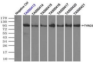 Image no. 9 for anti-TYRO3 Protein Tyrosine Kinase (TYRO3) antibody (ABIN1501607)