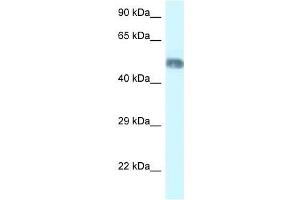 Western Blot showing Wdr8 antibody used at a concentration of 1.
