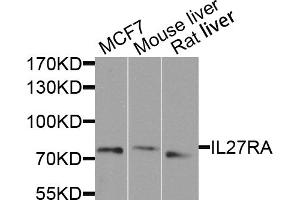 Western blot analysis of extracts of various cell lines, using IL27RA antibody. (IL27 Receptor alpha Antikörper)