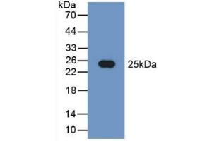 PEBP1 Antikörper  (AA 2-187)
