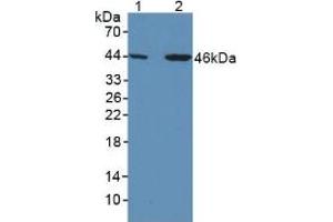 Figure. (SERPINA7 Antikörper  (AA 128-415))