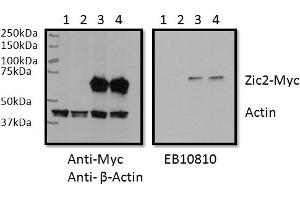 Western Blotting (WB) image for anti-ZIC2 (ZIC2) (AA 520-531) antibody (ABIN1105113) (ZIC2 Antikörper  (AA 520-531))