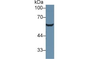 Western blot analysis of Rat Serum, using Mouse AT Antibody (1 µg/ml) and HRP-conjugated Goat Anti-Rabbit antibody ( (SERPINC1 Antikörper  (AA 33-465))