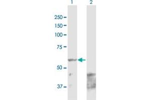 Western Blot analysis of PPAT expression in transfected 293T cell line by PPAT MaxPab polyclonal antibody. (PPAT Antikörper  (AA 1-517))