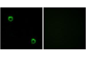 Immunofluorescence (IF) image for anti-Frizzled Family Receptor 2 (FZD2) (AA 201-250) antibody (ABIN2890779) (FZD2 Antikörper  (AA 201-250))