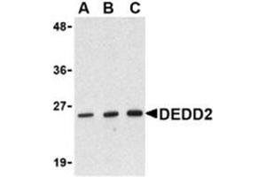 Western blot analysis of DEDD2 in RAW264. (DEDD2 Antikörper)