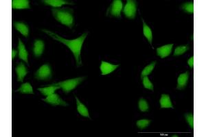 Immunofluorescence of purified MaxPab antibody to DPF2 on HeLa cell. (DPF2 Antikörper  (AA 1-391))