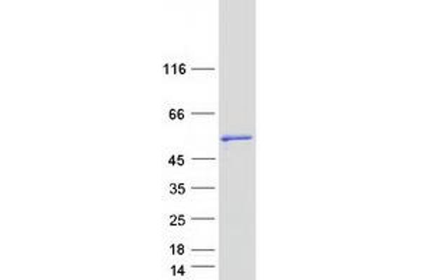 CLNK Protein (Myc-DYKDDDDK Tag)