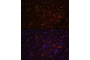 Immunofluorescence analysis of mouse brain using FSTL5 antibody (ABIN7267229) at dilution of 1:100. (FSTL5 Antikörper  (AA 21-250))