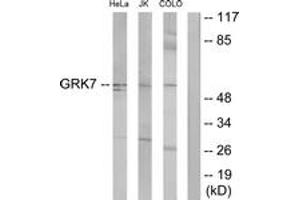 Western blot analysis of extracts from COLO205/Jurkat/HeLa cells, using GRK7 Antibody.