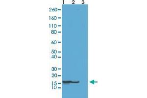 Western Blot analysis of Lane 1: acid extracts of HeLa cell treated with sodium butyrate, Lane 2: acid extracts of HeLa cell and Lane 3: recombinant histone H2B with Histone H2B (acetyl K23) monoclonal antibody, clone RM260  at 0.