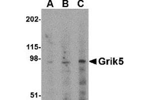 Western Blotting (WB) image for anti-Glutamate Receptor, Ionotropic, Kainate 5 (GRIK5) (C-Term) antibody (ABIN1030423)