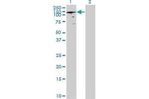 Western Blot analysis of ANAPC2 expression in transfected 293T cell line by ANAPC2 MaxPab polyclonal antibody. (ANAPC2 Antikörper  (AA 1-822))