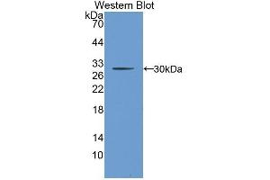 Western Blotting (WB) image for anti-Clusterin (CLU) (AA 227-445) antibody (ABIN3207145) (Clusterin Antikörper  (AA 227-445))