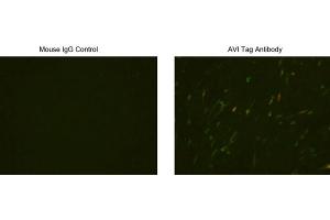 Immunocytochemistry/Immunofluorescence analysis of Avi tagged protein transfeced CHO cells using Avi Tag Antibody, (ABIN1574261) and Mouse IgG Control (ABIN398652). (Avi-Tag Antikörper)