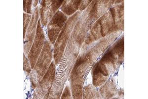ABIN6266912 at 1/100 staining human skeletal muscle tissue sections by IHC-P. (COX17 Antikörper  (N-Term))