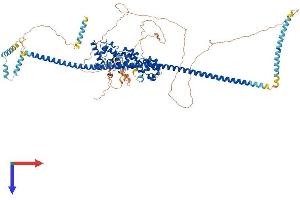 PPFIBP2 Protein (AA 1-876) (His tag)