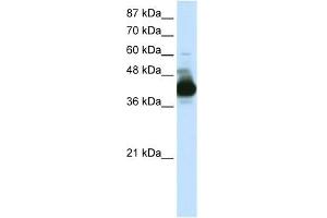 RAE1 antibody used at 0. (RAE1 Antikörper)