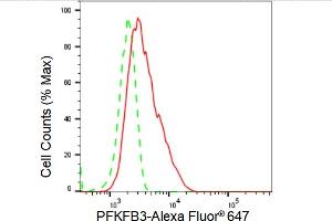 Flow cytometric analysis of PFKFB3 expression in HT- cells using PFKFB3 antibody (ABIN7797431), 1:2,000). (Rekombinanter PFKFB3 Antikörper)