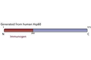 Image no. 3 for anti-Heat Shock 60kDa Protein 1 (Chaperonin) (HSPD1) antibody (ABIN968591)