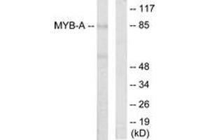 Western Blotting (WB) image for anti-Myb-Like Protein 1 (MYBL1) (AA 231-280) antibody (ABIN2889388) (MYBL1 Antikörper  (AA 231-280))