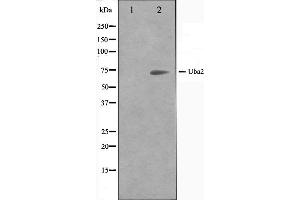Western blot analysis on 293 cell lysate using Uba2 Antibody. (UBA2 Antikörper  (C-Term))