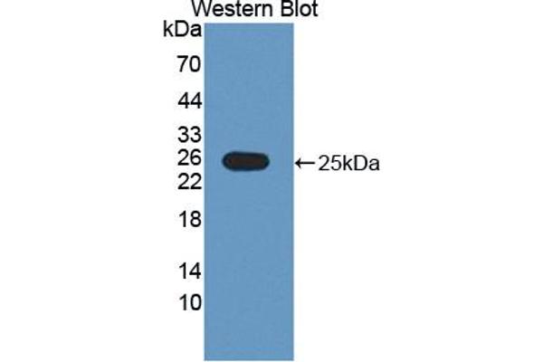 RNASE9 Antikörper  (AA 28-210)