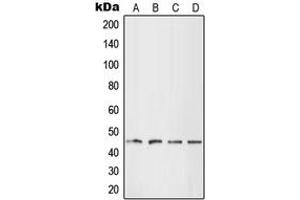 Western blot analysis of LHX1 expression in HEK293T (A), HepG2 (B), SP2/0 (C), H9C2 (D) whole cell lysates.