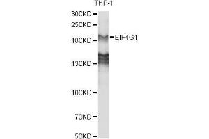 Western blot analysis of extracts of various cell lines, using EIF4G antibody. (EIF4G1 Antikörper  (AA 400-500))