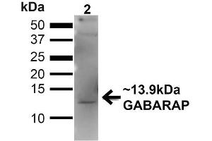 Western blot analysis of Human 293T showing detection of ~13. (GABARAP Antikörper  (N-Term) (Biotin))
