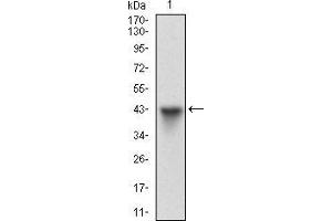Western blot analysis using HSF1 mAb against human HSF1 (AA: 256-359) recombinant protein. (HSF1 Antikörper  (AA 256-359))