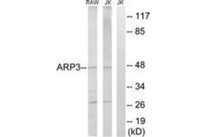 Western blot analysis of extracts from Jurkat/RAW264. (ACTR3 Antikörper  (AA 369-418))