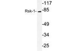 Western blot analysis of Rsk-1 antibody in extracts from 3T3cells. (RPS6KA1 Antikörper)