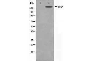 Western blot analysis on A549 cell lysate using EDD Antibody,The lane on the left is treated with the antigen-specific peptide. (UBR5 Antikörper  (N-Term))