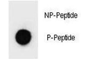 Dot blot analysis of p-PARP1 antibody. (PARP1 Antikörper  (pSer41))