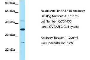 Western Blotting (WB) image for anti-Tumor Necrosis Factor Receptor Superfamily, Member 1B (TNFRSF1B) (N-Term) antibody (ABIN2789622) (TNFRSF1B Antikörper  (N-Term))