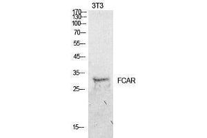 Western Blotting (WB) image for anti-Fc Fragment of IgA, Receptor For (FCAR) (Internal Region) antibody (ABIN3181421) (FCAR Antikörper  (Internal Region))