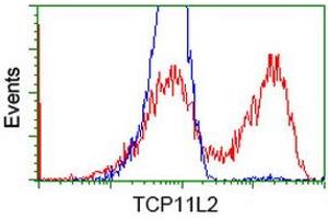 HEK293T cells transfected with either RC207129 overexpress plasmid (Red) or empty vector control plasmid (Blue) were immunostained by anti-TCP11L2 antibody (ABIN2453715), and then analyzed by flow cytometry. (TCP11L2 Antikörper)