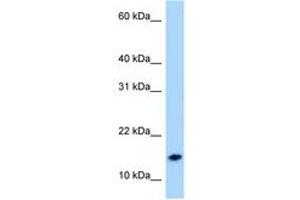 Image no. 1 for anti-Neuropeptide S (NPS) (AA 9-58) antibody (ABIN6747997)