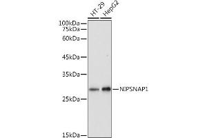 Western blot analysis of extracts of various cell lines, using NIPSN antibody (ABIN7265337) at 1:1000 dilution.
