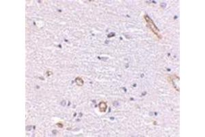 Immunohistochemistry of Syntaphilin in human brain with this product at 5 μg/ml. (Syntaphilin Antikörper  (Center))