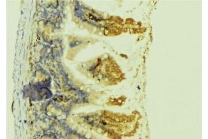 ABIN6278431 at 1/100 staining Mouse colon tissue by IHC-P. (Cardiotrophin 1 Antikörper  (Internal Region))