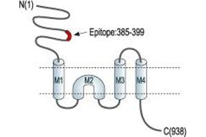 Representative domain view of the target of ABIN7043242. (GRIN1/NMDAR1 Antikörper  (Extracellular, N-Term))