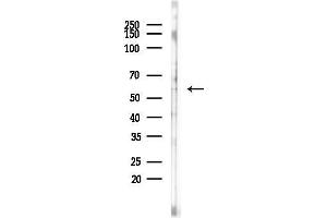 anti-Mitogen-Activated Protein Kinase Kinase Kinase 8 (MAP3K8) (pThr290) antibody