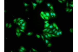 Immunofluorescence staining of HepG2 cells with ABIN7161970 at 1:266, counter-stained with DAPI. (NOL3 Antikörper  (AA 1-208))