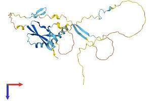 SLC7A6OS Protein (AA 1-306) (His tag)