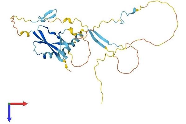 SLC7A6OS Protein (AA 1-306) (His tag)