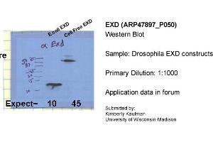Sample Type: Drosophila EXD constructsPrimary Dilution: 1:1000 (EXD (C-Term) Antikörper)