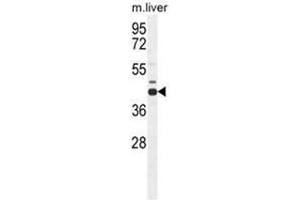 AHCY Antibody (N-term) western blot analysis in mouse liver tissue lysates (35 µg/lane). (AHCY Antikörper  (N-Term))