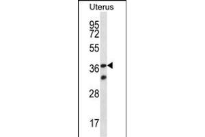 OR4X2 Antibody (C-term) (ABIN657189 and ABIN2846313) western blot analysis in human normal Uterus tissue lysates (35 μg/lane). (OR4X2 Antikörper  (C-Term))